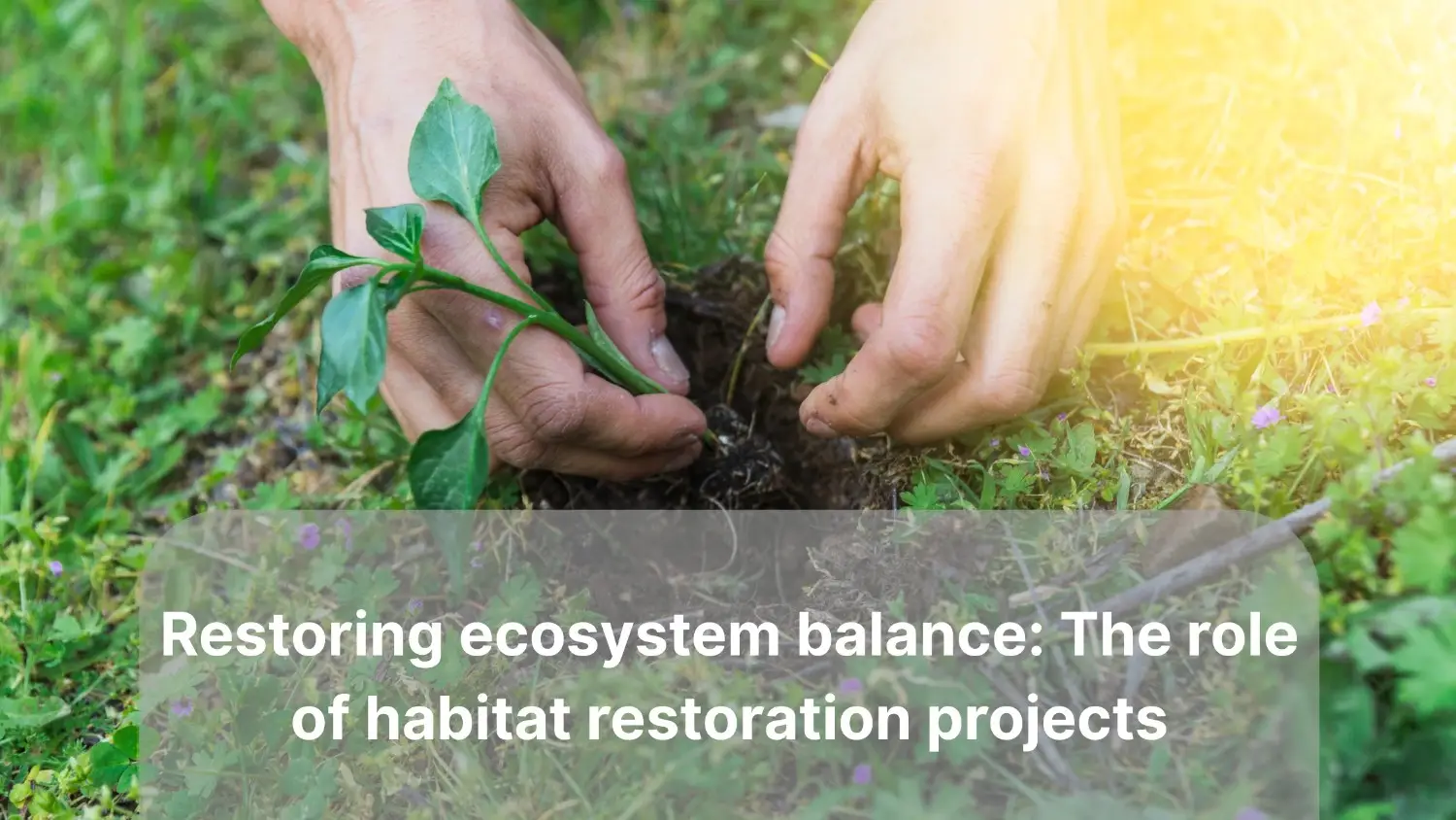 7 Powerful Ways Habitat Restoration Projects Rebalance Ecosystems