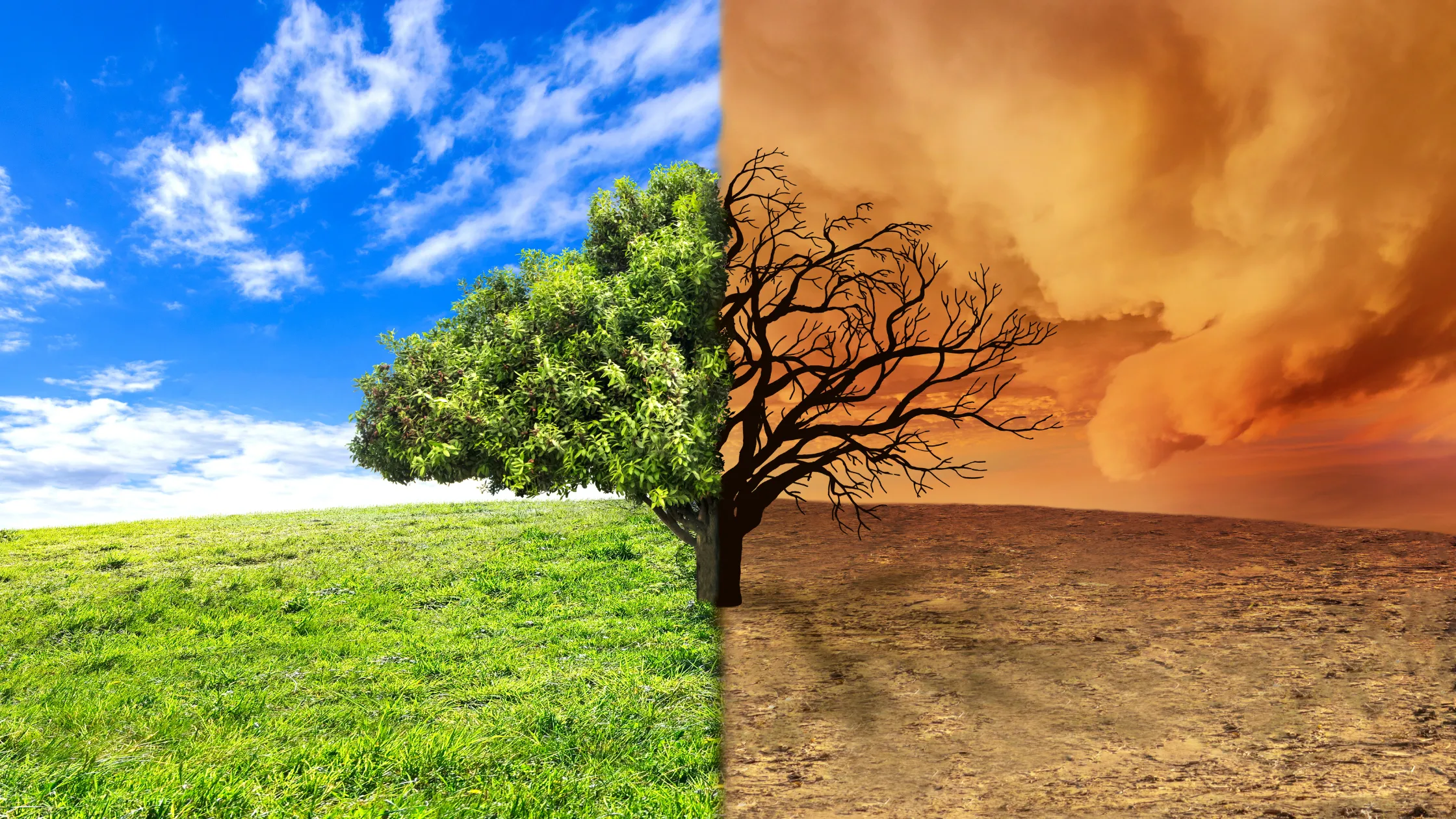 The impact of climate change on biodiversity challenges and solutions.